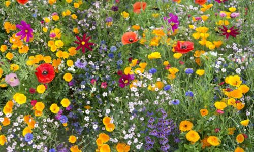 plantes-melliferes