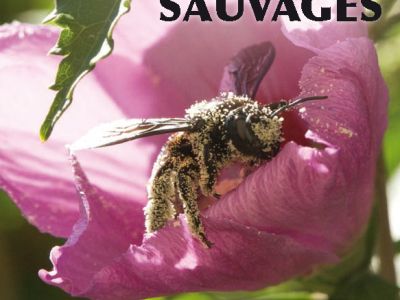 livret_identification_abeilles