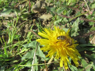 abeille sur une fleur