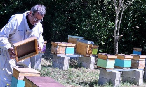 Région des abeilles plus résistantes grâce à la sélection génétique © GHISLAINE GUIBAUD