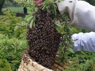 Le miel, à la sortie de l'extracteur...