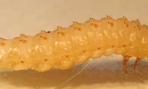 aethinia_cle851363.png