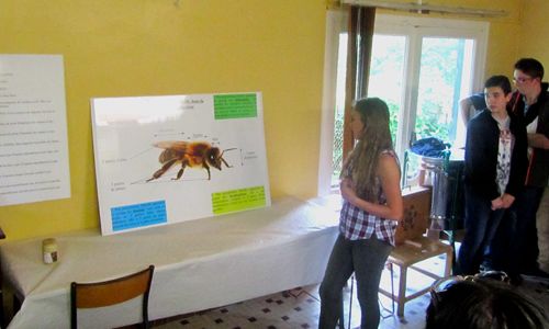 Présentation de la classification de l'abeille