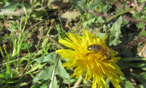abeille sur une fleur