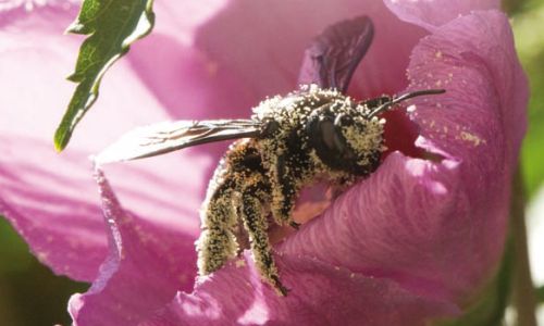 livret_identification_abeilles