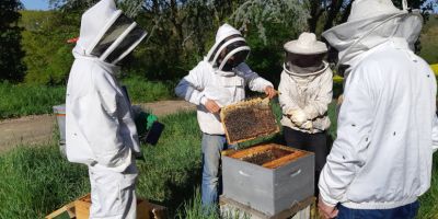 Découverte de la ruche