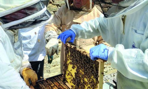abeilles mayennaises - ouverture d'une ruche