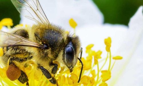hero-bees - Photo :FAO / Greg Beals