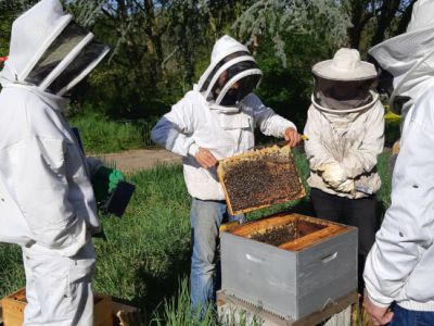 Découverte de la ruche