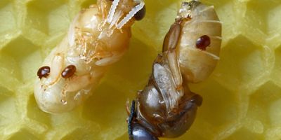 varroa