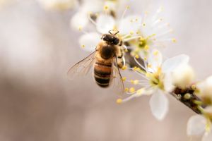 Abeille sur un abricotier