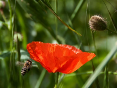 coquelicot