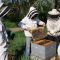 Initiation à l’apiculture, niveau 1 : Initiation